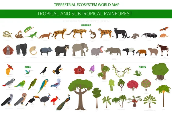 Bioma Selva Tropical Subtropical Infografía Región Natural Selvas Tropicales Amazónicas — Vector de stock