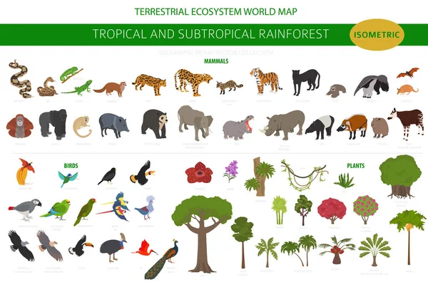 Trópusi Szubtrópusi Esőerdő Bióma Természetes Régió Infografika Amazonasi Afrikai Ázsiai — Stock Vector