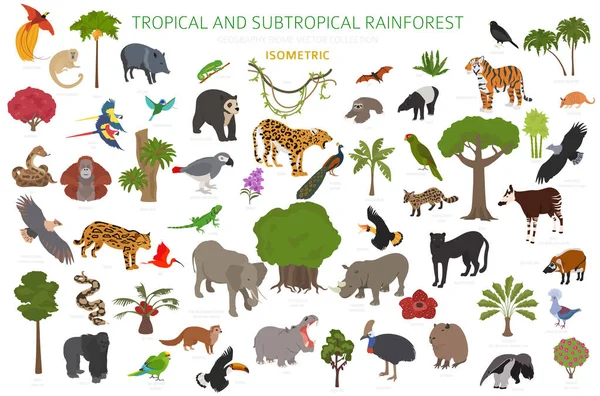 热带和亚热带雨林生物群落 自然区域信息 亚马逊河流域 澳大利亚雨林 鸟类和植被生态系统3D等距设计集 矢量说明 — 图库矢量图片