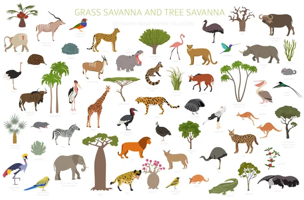 Boom Savanne Gras Savanne Biome Natuurlijke Regio Infographic Bos Grasland — Stockvector