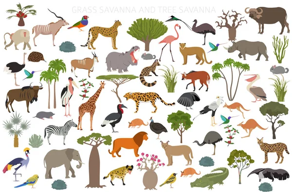 Savana Árvore Bioma Savana Grama Infográfico Região Natural Floresta Pradarias — Vetor de Stock