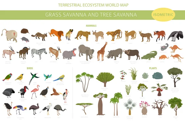 Träd Savanna Och Gräs Savanna Biome Naturlig Region Isometrisk Infographic — Stock vektor