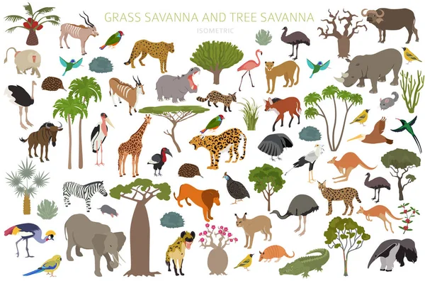 사바나와 사바나 Isometric Infographic Woodland Grassland Savannah Prarie Pampa 그리고 — 스톡 벡터