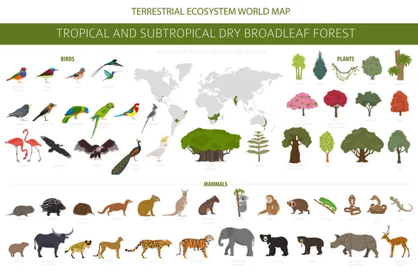 Tropiska Och Subtropiska Torra Lövskog Biom Naturlig Region Infographic Säsongsskogar — Stock vektor