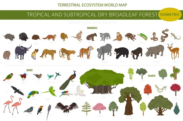 亜熱帯乾燥広葉樹林のバイオーム 自然地域のインフォグラフィック 季節の森 植生生態系等の三次元設計セット ベクターイラスト — ストックベクタ