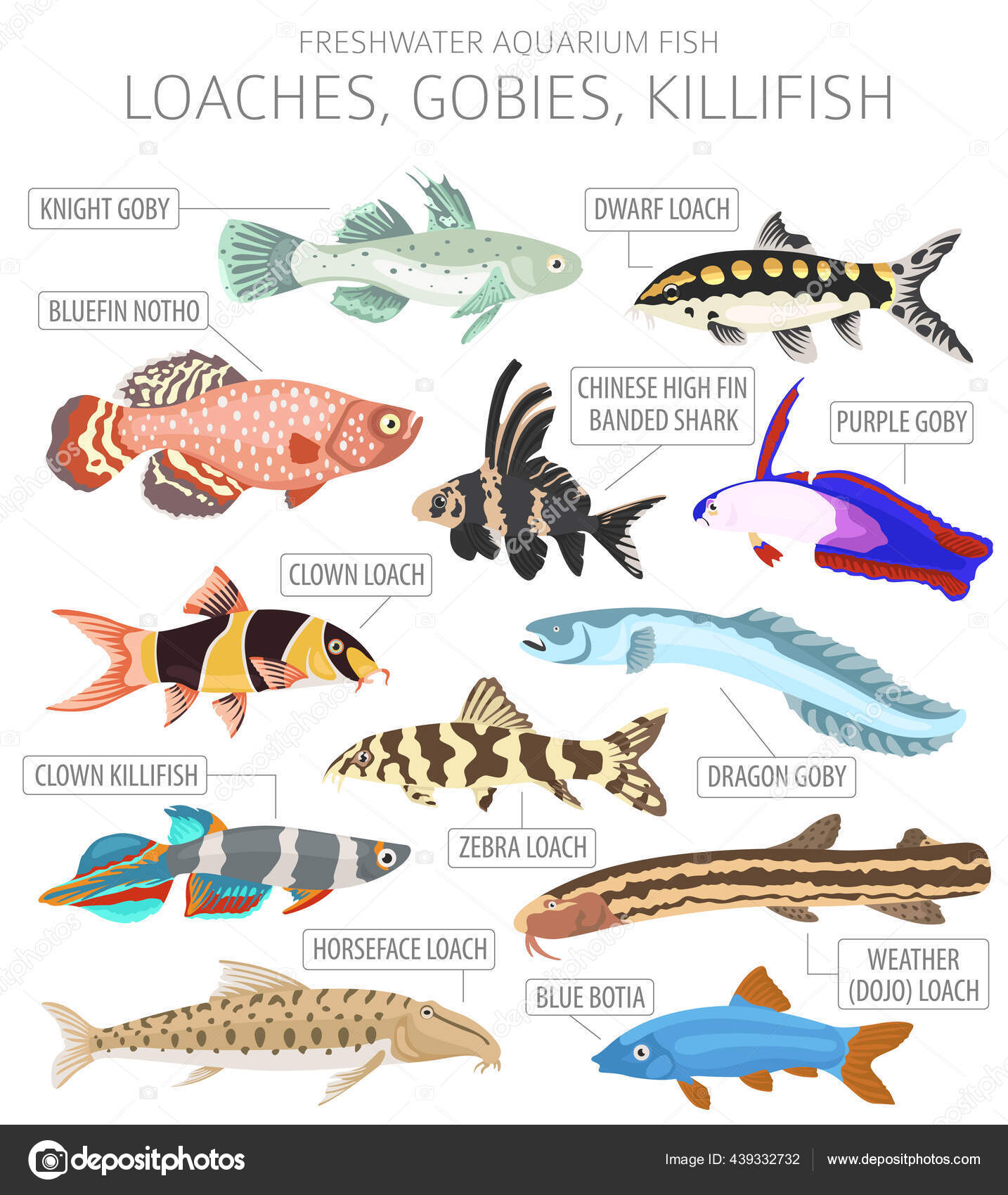 Loaches Gobies Killfish Freshwater Aquarium Fish Icon Set Flat Style