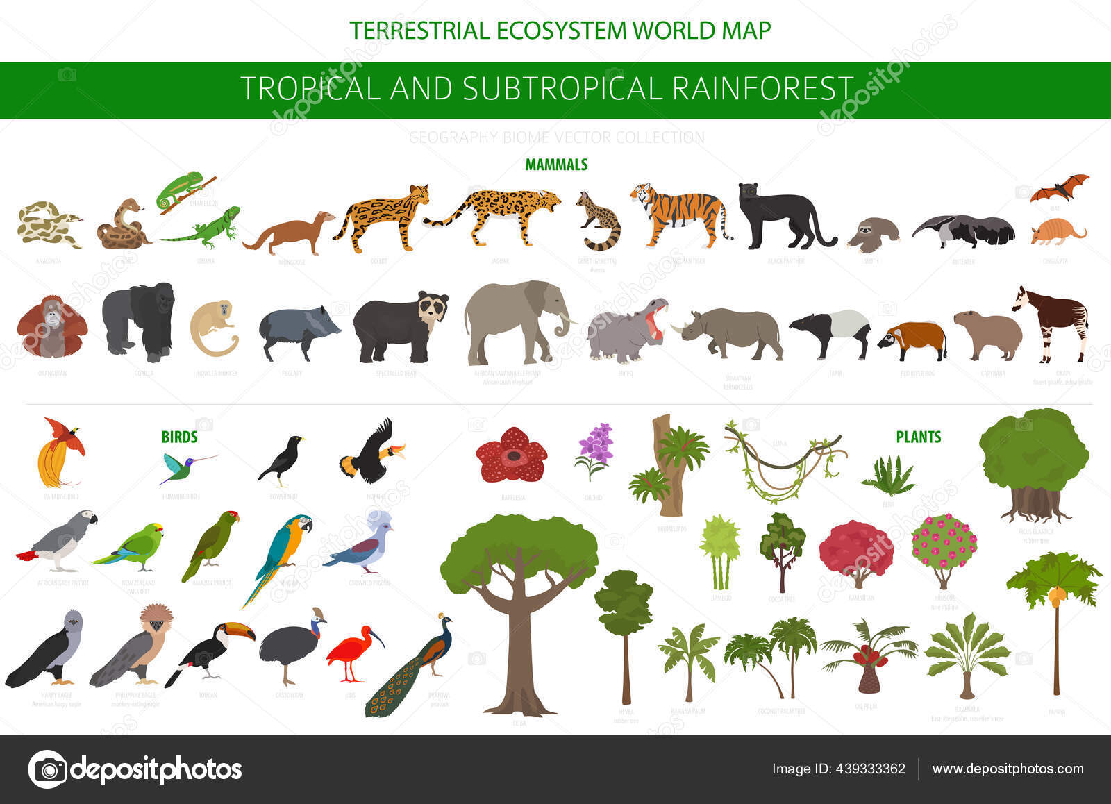 De Exemplos De Animais Que Pertencem Ao Bioma Floresta Tropical