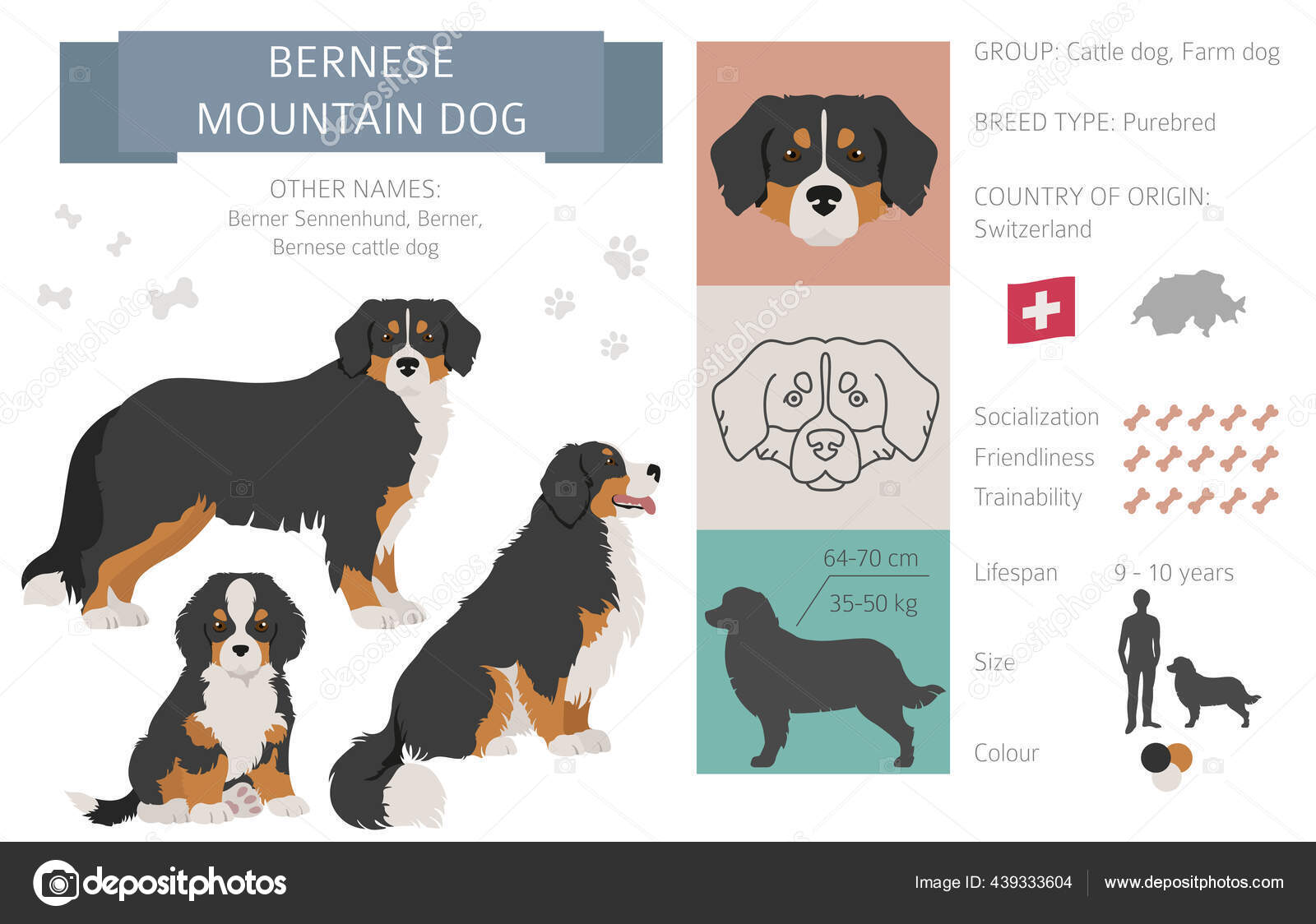 Swiss Bernese Dogストックベクター ロイヤリティフリーswiss Bernese Dogイラスト Depositphotos Swiss Bernese Dogストックベクター ロイヤリティフリーswiss Bernese Dogイラスト Depositphotos