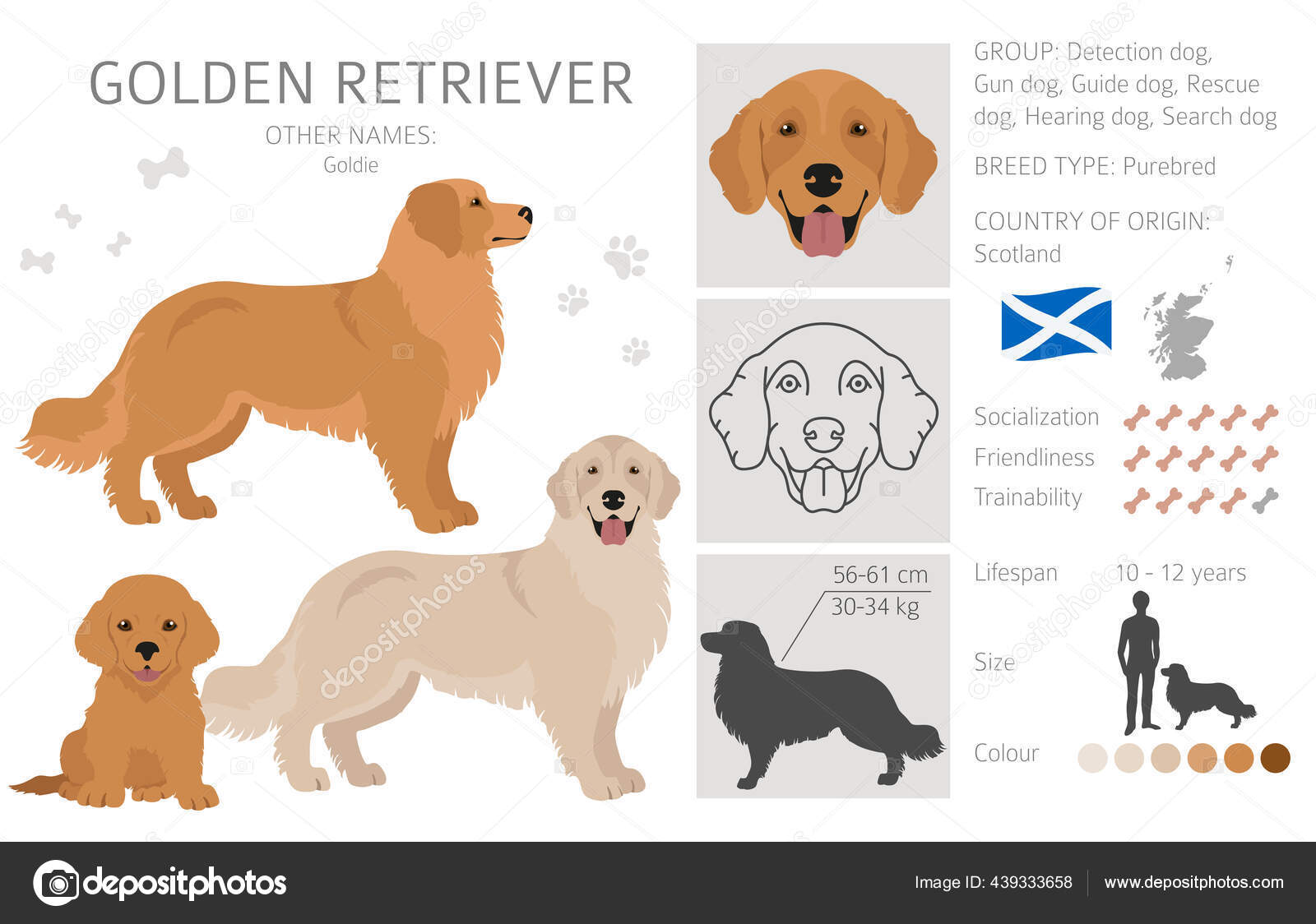 Golden Retriever Cães Diferentes Poses Cores Casaco Adultos Goldies Filhote  Vetor de ©A7880S 439333658, image size:1600x1124