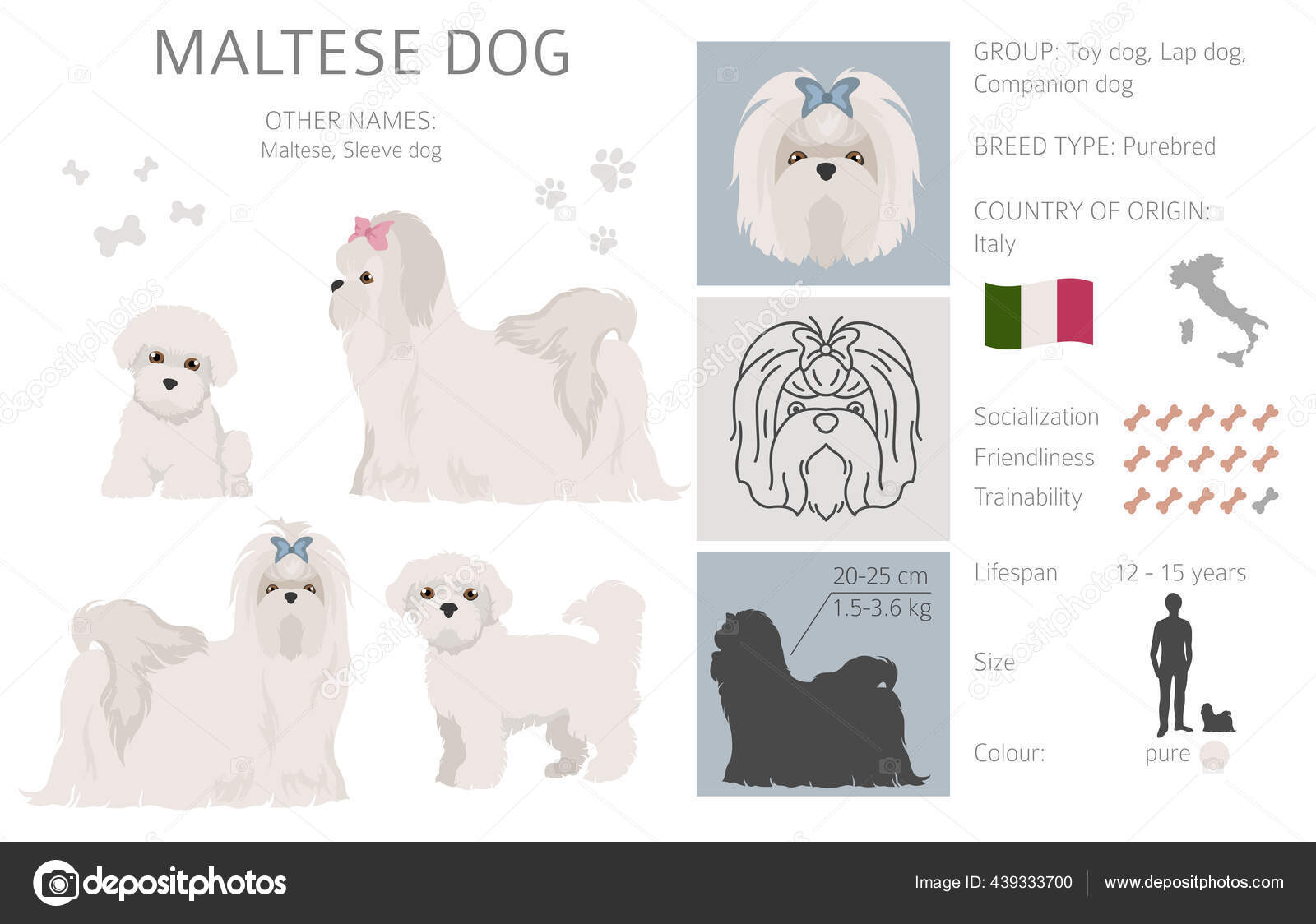 Maltese Dog Isolated White Characteristic Color Varieties Temperament Info Dogs Stock Vector Image By C A7880s 439333700