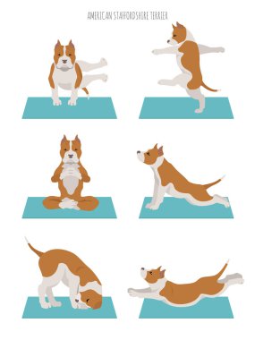 Yoga köpekleri poz verir ve poster tasarımı yapar. Amerikan personeli Terrier Clipart. Vektör illüstrasyonu