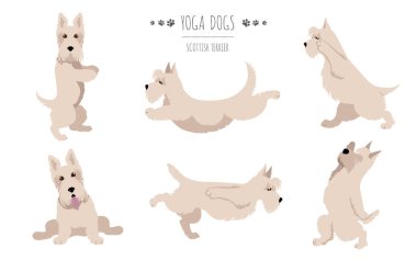Yoga köpekleri poz verir ve egzersiz yapar. İskoç Teriyer Clipart. Vektör illüstrasyonu