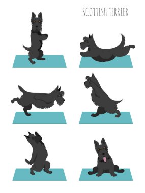 Yoga köpekleri poz verir ve egzersiz yapar. İskoç Teriyer Clipart. Vektör illüstrasyonu