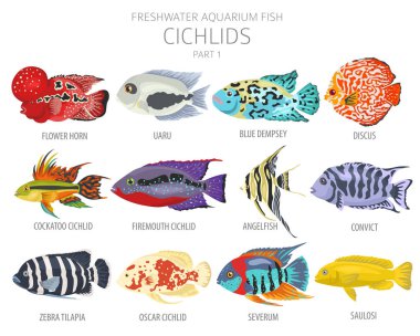 Cichlids balığı. Tatlı su akvaryumu balık ikonu beyaza izole edilmiş bir şekilde dizilmiş. Vektör illüstrasyonu