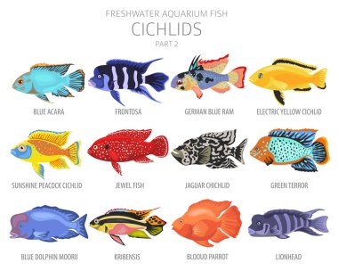 Cichlids balığı. Tatlı su akvaryumu balık ikonu beyaza izole edilmiş bir şekilde dizilmiş. Vektör illüstrasyonu