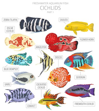 Cichlids balığı. Tatlı su akvaryumu balık ikonu beyaza izole edilmiş bir şekilde dizilmiş. Vektör illüstrasyonu