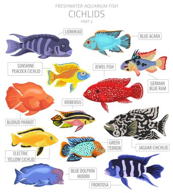 Cichlids balığı. Tatlı su akvaryumu balık ikonu beyaza izole edilmiş bir şekilde dizilmiş. Vektör illüstrasyonu