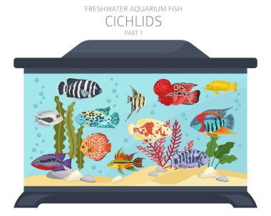 Cichlids balığı. Tatlı su akvaryumu balık ikonu beyaza izole edilmiş bir şekilde dizilmiş. Vektör illüstrasyonu