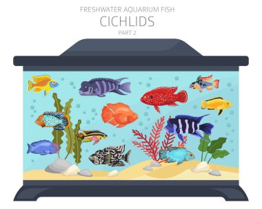 Cichlids balığı. Tatlı su akvaryumu balık ikonu beyaza izole edilmiş bir şekilde dizilmiş. Vektör illüstrasyonu