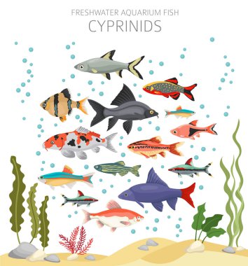 Cyprinid 'ler. Tatlı su akvaryumu balık ikonu beyaza izole edilmiş bir şekilde dizilmiş. Vektör illüstrasyonu