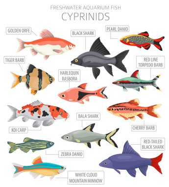 Cyprinid 'ler. Tatlı su akvaryumu balık ikonu beyaza izole edilmiş bir şekilde dizilmiş. Vektör illüstrasyonu