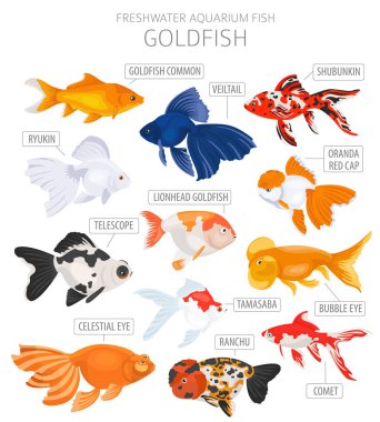 Goldfish. Freshwater aquarium fish icon set flat style isolated on white.  Vector illustration clipart