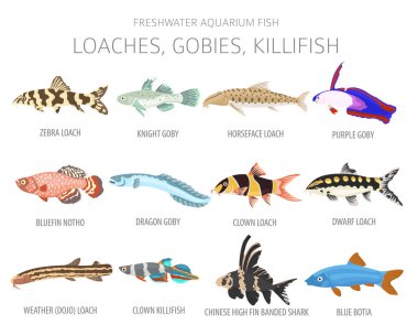 Loaches, gobies, killfish. Tatlı su akvaryumu balık ikonu beyaza izole edilmiş bir şekilde dizilmiş. Vektör illüstrasyonu