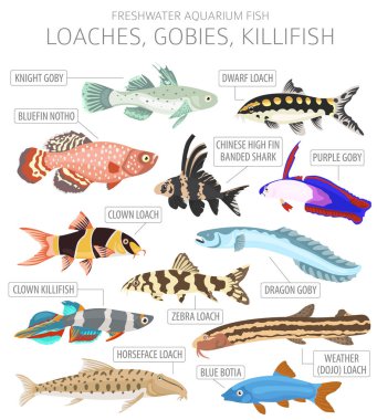 Loaches, gobies, killfish. Tatlı su akvaryumu balık ikonu beyaza izole edilmiş bir şekilde dizilmiş. Vektör illüstrasyonu