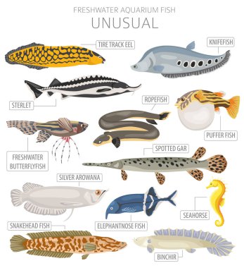 Unusual fish. Freshwater aquarium fish icon set flat style isolated on white.  Vector illustration clipart