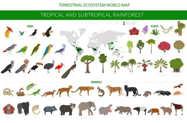 Tropikal ve astropikal yağmur ormanı biyolojisi, doğal bölge bilgisi. Amazon, Afrika, Asya, Avustralya yağmur ormanları. Hayvanlar, kuşlar ve bitkiler ekosistem dizaynı. Vektör illüstrasyonu