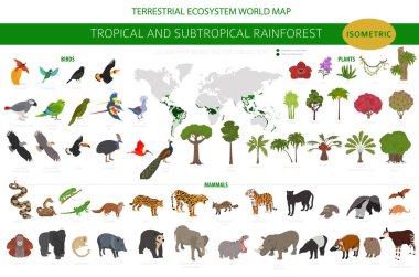 Tropical and subtropical rainforest biome, natural region infographic. Amazonian, African, asian, australian rainforests. Animals, birds and vegetations ecosystem 3d isometric design set. Vector illustration clipart