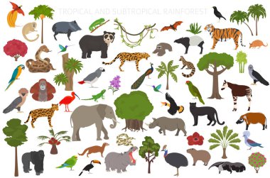 Tropikal ve astropikal yağmur ormanı biyolojisi, doğal bölge bilgisi. Amazon, Afrika, Asya, Avustralya yağmur ormanları. Hayvanlar, kuşlar ve bitkiler ekosistem dizaynı. Vektör illüstrasyonu