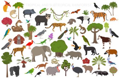 Tropical and subtropical rainforest biome, natural region infographic. Amazonian, African, asian, australian rainforests. Animals, birds and vegetations ecosystem design set. Vector illustration clipart