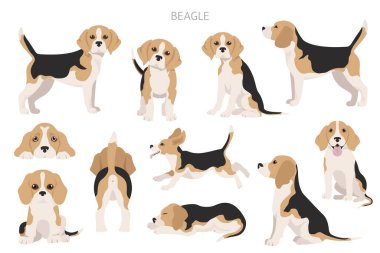 Beagle bilgisi. Farklı pozlar, Beagle yavrusu. Vektör illüstrasyonu