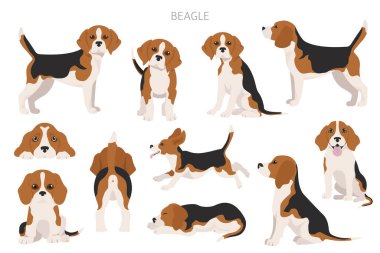 Beagle bilgisi. Farklı pozlar, Beagle yavrusu. Vektör illüstrasyonu