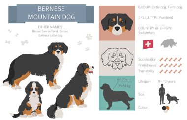 Bernese dağ köpeği bilgisi. Farklı pozlar, Bernese Sennenhund yavrusu. Vektör illüstrasyonu
