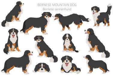 Bernese dağ köpeği bilgisi. Farklı pozlar, Bernese Sennenhund yavrusu. Vektör illüstrasyonu