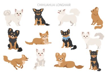 Chihuahua köpekleri farklı pozlarda. Yetişkin ve köpek yavrusu seti. Vektör illüstrasyonu