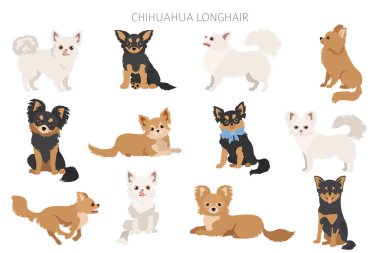 Chihuahua dogs  in different poses. Adult and puppy set.  Vector illustration clipart