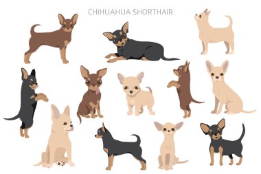 Chihuahua köpekleri farklı pozlarda. Yetişkin ve köpek yavrusu seti. Vektör illüstrasyonu