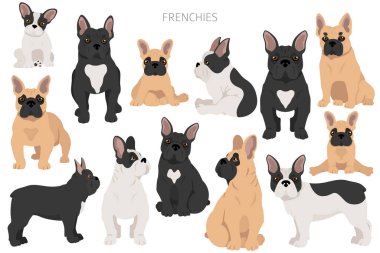 Fransız buldogları farklı pozlarda. Yetişkin ve köpek yavrusu seti. Vektör illüstrasyonu