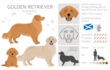 Golden retriever köpekleri farklı pozlarda ve ceket renklerinde. Yetişkin altınları ve köpek yavrusu seti. Vektör illüstrasyonu