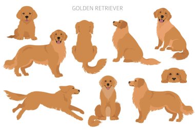 Golden retriever köpekleri farklı pozlarda ve ceket renklerinde. Yetişkin altınları ve köpek yavrusu seti. Vektör illüstrasyonu