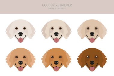 Golden retriever köpekleri farklı pozlarda ve ceket renklerinde. Yetişkin altınları ve köpek yavrusu seti. Vektör illüstrasyonu