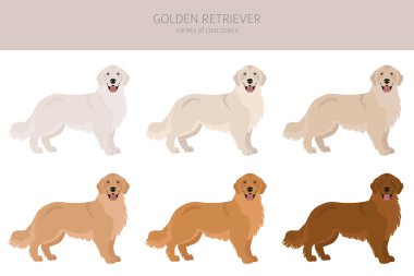 Golden retriever köpekleri farklı pozlarda ve ceket renklerinde. Yetişkin altınları ve köpek yavrusu seti. Vektör illüstrasyonu