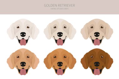 Golden retriever köpekleri farklı pozlarda ve ceket renklerinde. Yetişkin altınları ve köpek yavrusu seti. Vektör illüstrasyonu