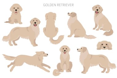 Golden retriever köpekleri farklı pozlarda ve ceket renklerinde. Yetişkin altınları ve köpek yavrusu seti. Vektör illüstrasyonu