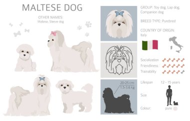 Malta köpeği beyazı izole etmiş. Karakteristik, renk çeşitliliği, mizaç bilgisi. Köpek bilgi koleksiyonu. Vektör illüstrasyonu