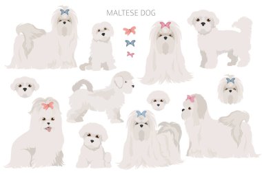 Farklı pozlarda Malta köpekleri. Yetişkin ve harika dane yavrusu seti. Vektör illüstrasyonu