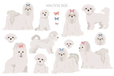 Maltese dogs in different poses. Adult and great dane puppy set.  Vector illustration clipart